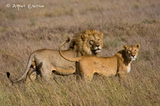 Lion et lionne