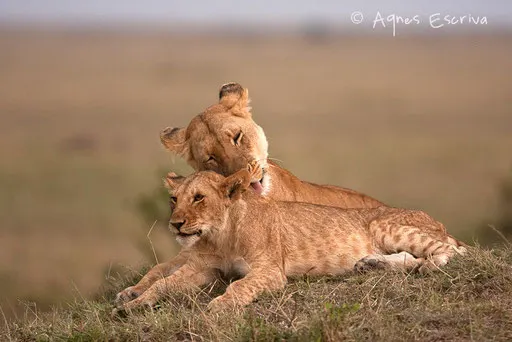 Petite toilette