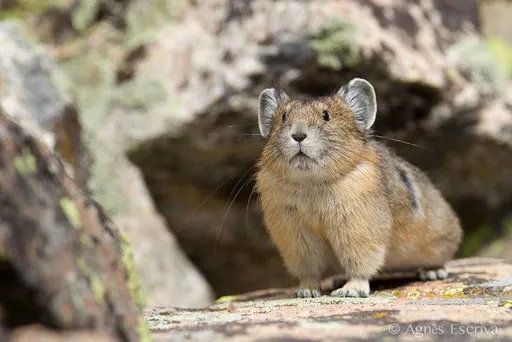 Pika