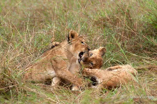 3 lionceaux de Charm (3 mois)