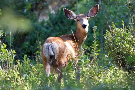 Cerf de Virginie