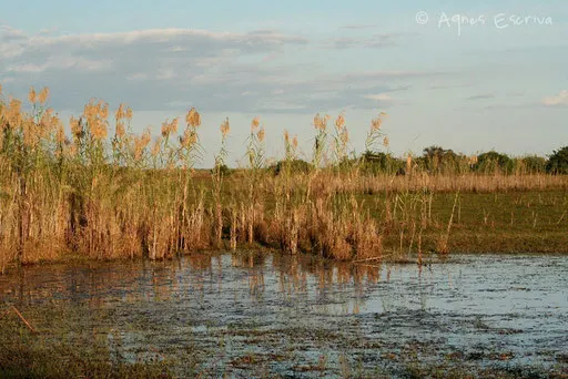 Marais de Bangweulu