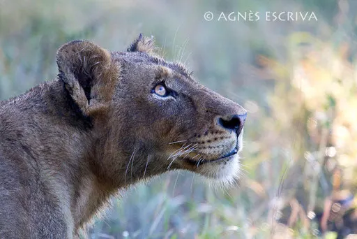 Portrait de jeune lionne de profil