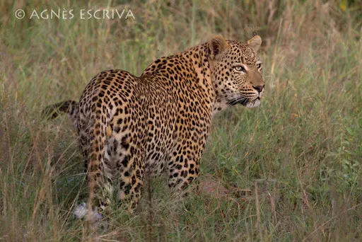 Nvula 3