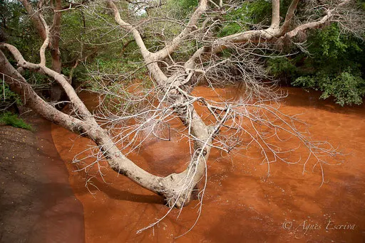 Rivière Ewaso Ngiro au Loisijo lodge, Shompole