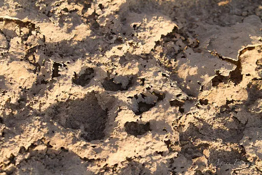 Empreinte de lion