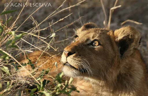 Le lionceau captivé