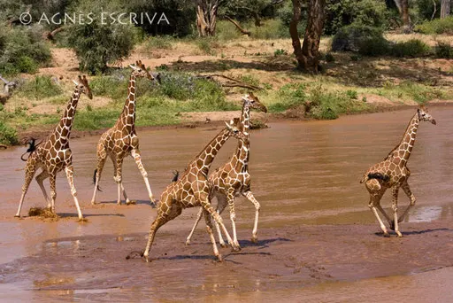 Panique chez les girafes réticulées