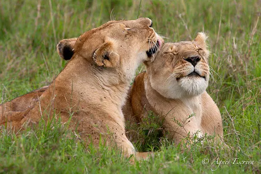Charm et Bibi