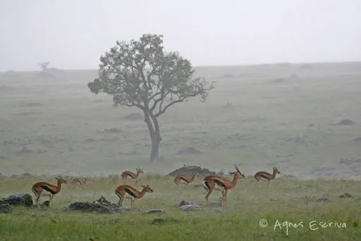 Gazelles sous la pluie