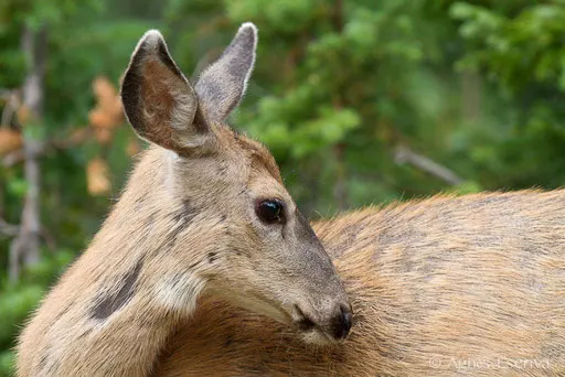 Cerf de Virginie