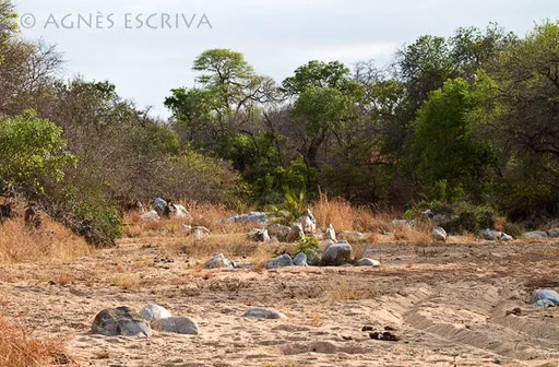 La rivière Sharalumi à sec