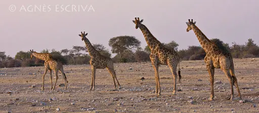 Quatuor - Etosha