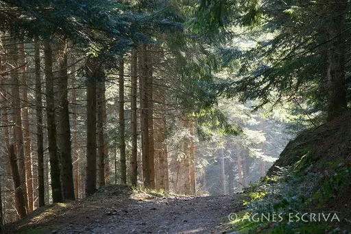 Dans les bois du Boutigou