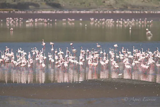 Flamants nains