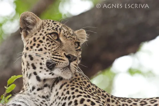 Karula dans un jackalberry