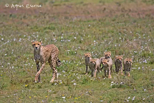 Jeune maman et ses 6 jeunes