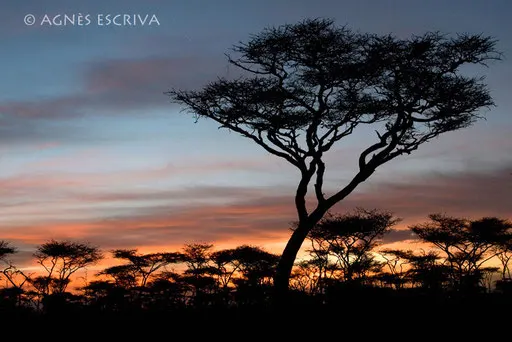 Acacia - Ndutu