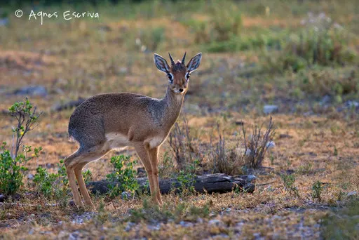 Dik-dik