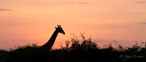Girafe au lever de soleil