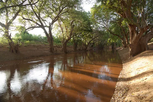 Sycomores au bord de la rivière Ewaso Ngiro