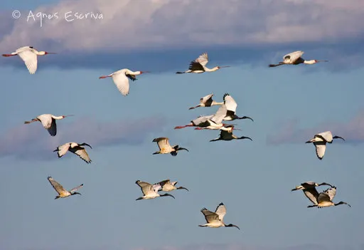 Vol de tantales et ibis sacrés