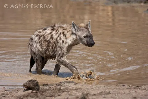 Hyène sortant du bain à Mopani Dam