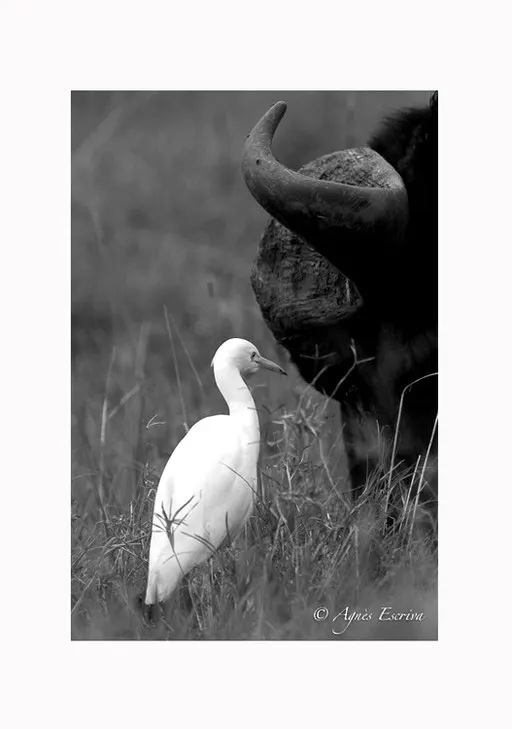 Buffle et aigrette