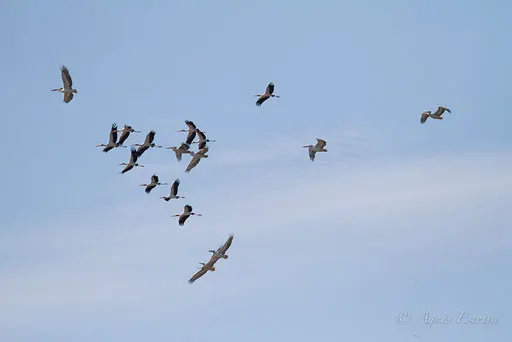Pélicans en vol
