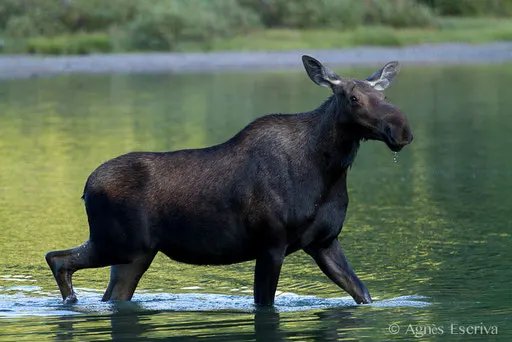 Femelle Elan - Orignal - Moose