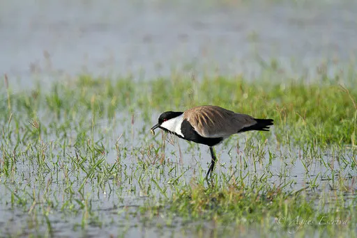 Repas de Blacksmith plover