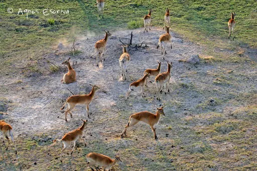 Cobes lechwe