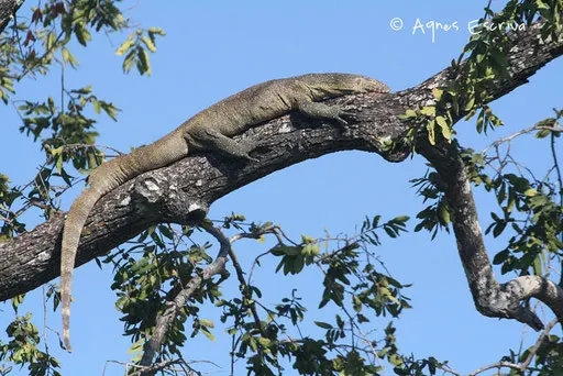 Varan du Nil