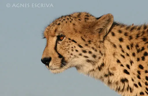 Portrait de guépard