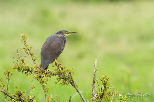 Héron à ventre roux