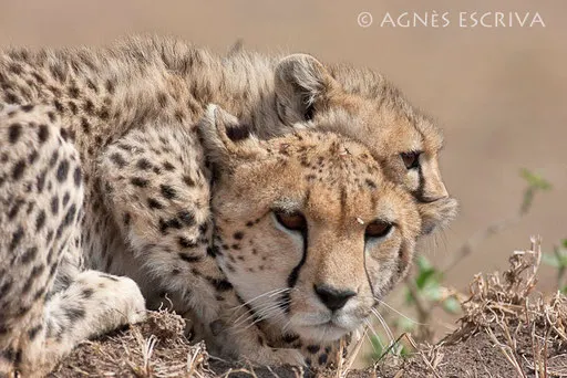 Zabia et Skenya