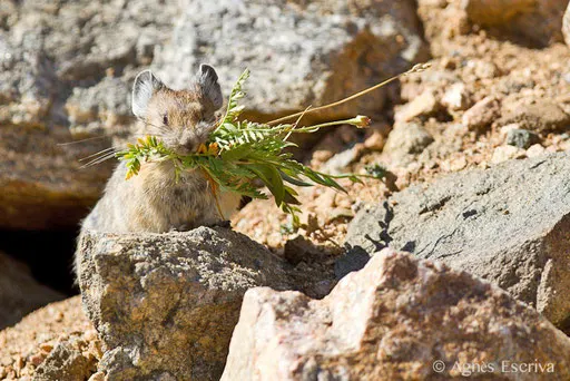 Pika faisant des provisions pour l'hiver