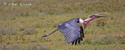 Marabout volant