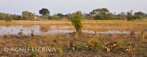 Lycaons à la chasse