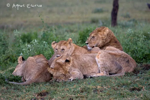 Jeunes lions sous la pluie