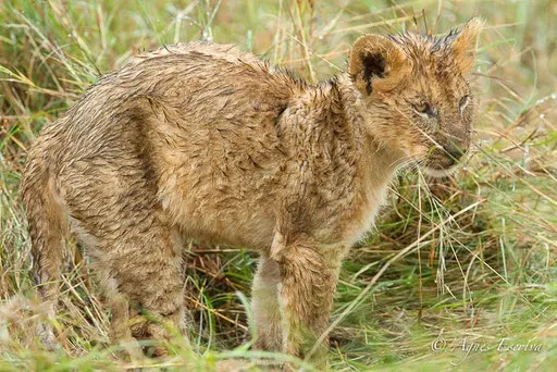 Lionceau de la Marsh pride (3 mois)