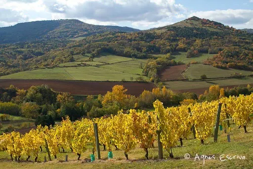 Vignes à Boudes
