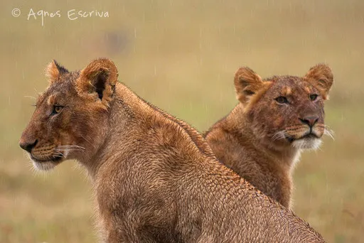 Frères ou soeurs