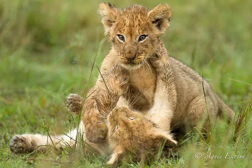Lionceaux du clan d'Olkiombo