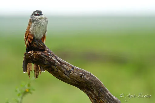 Coucal de Burchell