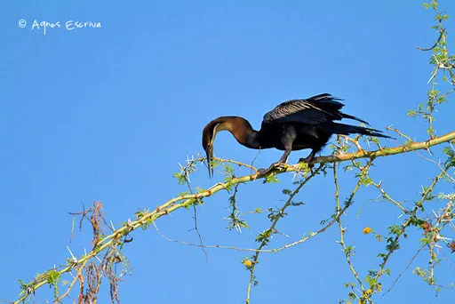 Anhinga ramassant des branches pour confectionner son nid