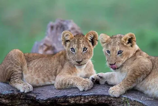 Lionceaux de Sila de 3/4 mois