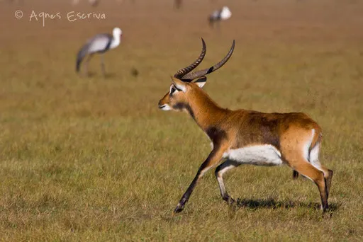 Cobe lechwe noir