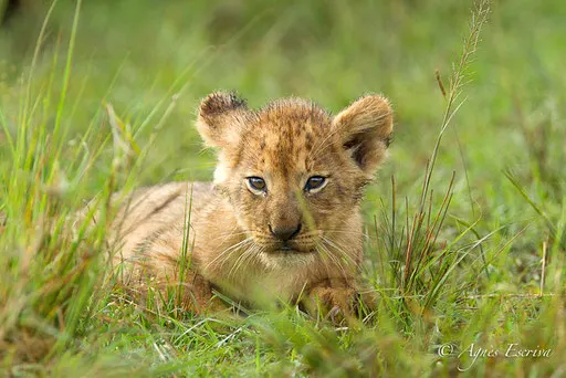 Lionceau du clan d'Olkiombo