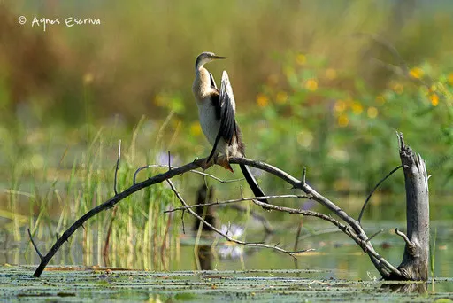 Anhinga